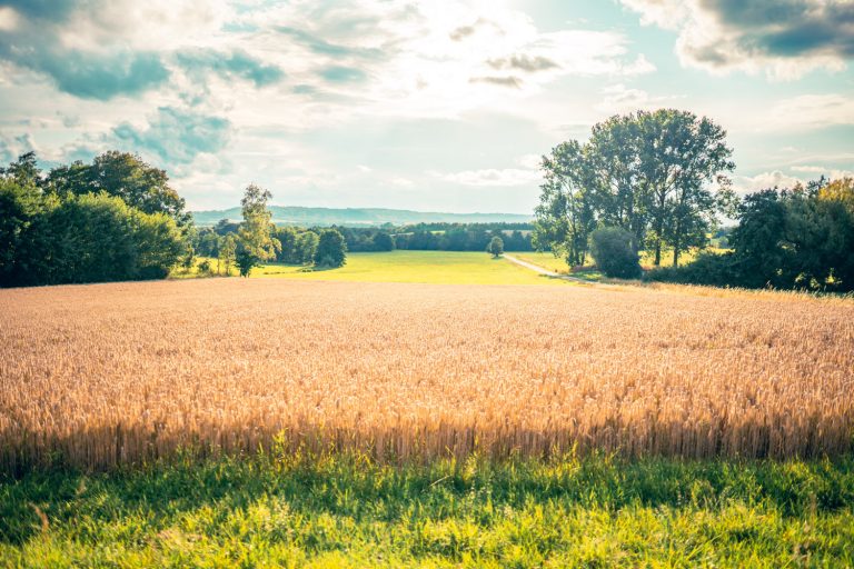 Ein Weizenfeld bei Breitenau nach einem Sommerregen